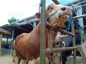 Kurangi Plastik, Panitia Kurban di Ciamis Diimbau Bungkus Daging Pakai Daun Kurangi Plastik, Panitia Kurban di Ciamis Diimbau Bungkus Daging Pakai Daun