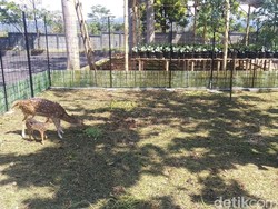 Setepen dan Setepi, Rusa Tutul di Universitas Kuningan Lahirkan Anak Pertama