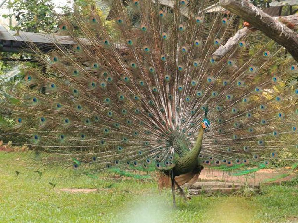 Lihat Ratusan Unggas di Taman Burung Jakarta Lihat Ratusan Unggas di Taman Burung Jakarta
