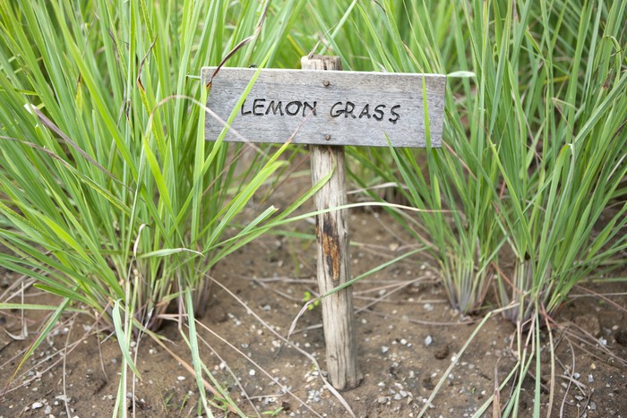 Lemon grass, selective focus