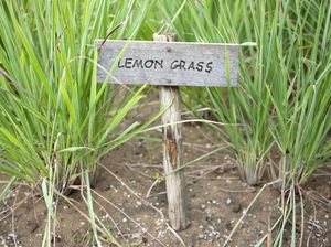6 Cara Mengusir Nyamuk Secara Alami, Pakai Tanaman dan Aroma Ini 6 Cara Mengusir Nyamuk Secara Alami, Pakai Tanaman dan Aroma Ini