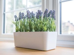 Bikin Serangga Kapok Masuk Rumah, Ini 6 Tanaman Ampuh Pengusir Hama! Bikin Serangga Kapok Masuk Rumah, Ini 6 Tanaman Ampuh Pengusir Hama!