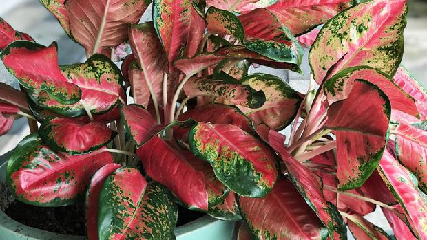 Aglaonema modestum or Red aglaonema or Chinese evergreen plant.