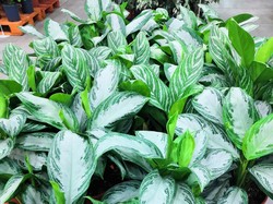 10 Jenis Aglaonema Paling Populer, Banyak yang Cari