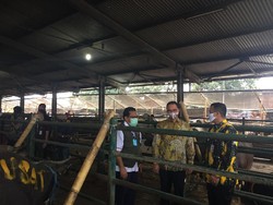 Pemprov DKI Serahkan 32 Hewan Kurban ke Rumah Potong Hewan Dharma Jaya