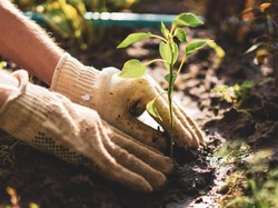 Menghidupkan (Kembali) Mata Pelajaran Pertanian di Sekolah