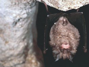 Corona Sudah Ada Tapi Tak Terdeteksi pada Kelelawar Selama Puluhan Tahun