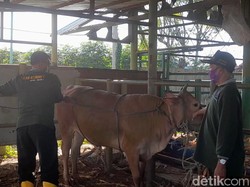 Buktikan Besok! Cara Merebahkan Sapi Kurban dengan Mudah-Tak Menyakiti