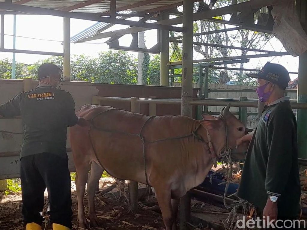 Buktikan Besok! Cara Merebahkan Sapi Kurban dengan Mudah-Tak Menyakiti Buktikan Besok! Cara Merebahkan Sapi Kurban dengan Mudah-Tak Menyakiti