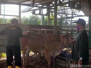 Buktikan Besok! Cara Merebahkan Sapi Kurban dengan Mudah-Tak Menyakiti Buktikan Besok! Cara Merebahkan Sapi Kurban dengan Mudah-Tak Menyakiti