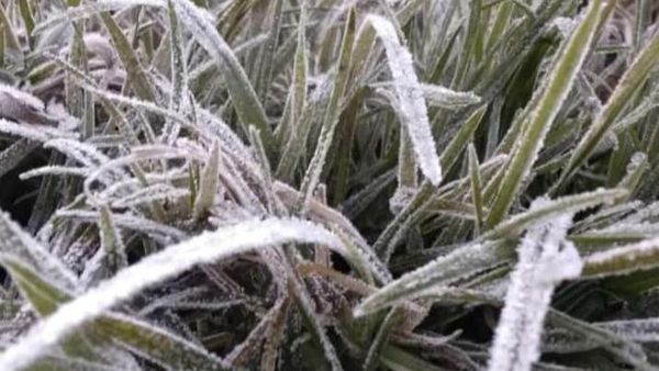 Foto: Dieng Pagi Ini, Embun Es Muncul Lagi