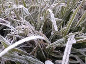 Foto: Dieng Pagi Ini, Embun Es Muncul Lagi