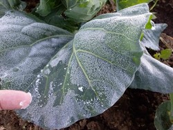 Petani Kentang di Dieng Hanya Bisa Pasrah Tanamannya Mati Kena Embun Es