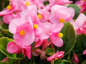 Tanaman Hias Begonia Lagi Hits, Ini 7 Jenisnya untuk Mempercantik Rumah Tanaman Hias Begonia Lagi Hits, Ini 7 Jenisnya untuk Mempercantik Rumah