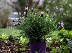 10+ Tanaman yang Bisa Mencegah Ular Masuk Rumah, Apa Saja?