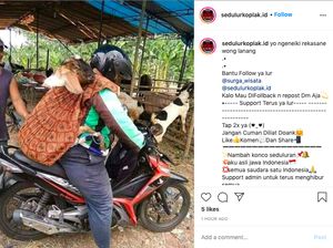 Aduh-aduh, Abang Ojol Angkut Kambing seperti Gendong Balita Aduh-aduh, Abang Ojol Angkut Kambing seperti Gendong Balita