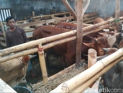 Penjualan Hewan Kurban Menurun Drastis, Peternak di Kuningan Menjerit