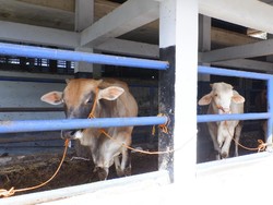Permintaan Membludak, Rumah Potong Hewan Bandung Lebihi Kapasitas