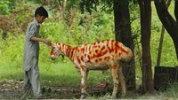 Sambut Idul Adha, Kambing di Pakistan Dihias dengan Hena