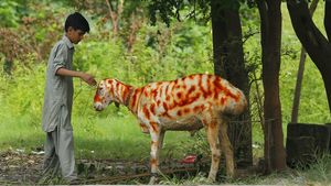 Sambut Idul Adha, Kambing di Pakistan Dihias dengan Hena