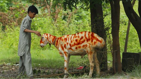Sambut Idul Adha, Kambing di Pakistan Dihias dengan Hena