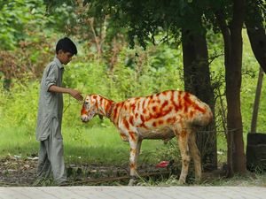 Sambut Idul Adha, Kambing di Pakistan Dihias dengan Hena Sambut Idul Adha, Kambing di Pakistan Dihias dengan Hena