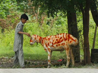 Sambut Idul Adha, Kambing di Pakistan Dihias dengan Hena
