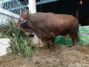 Sapi Kurban Jokowi Tiba di Masjid Agung Surakarta, Disembelih Lusa