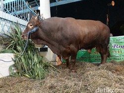 Sapi Kurban Jokowi Tiba di Masjid Agung Surakarta, Disembelih Lusa