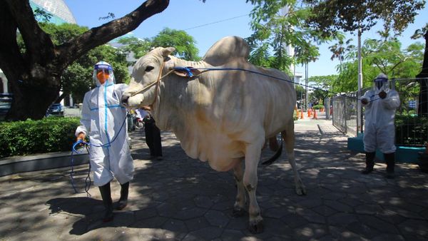 Jokowi Sumbang Kurban ke Beberapa Provinsi di Tengah Pandemi