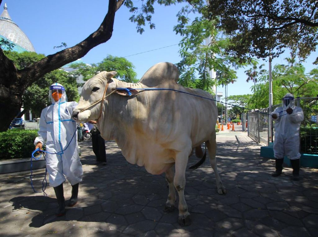 Jokowi Sumbang Kurban ke Beberapa Provinsi di Tengah Pandemi Jokowi Sumbang Kurban ke Beberapa Provinsi di Tengah Pandemi