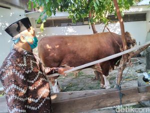 Sapi Kurban Jokowi Sempat Ngamuk-Lepas di Rumdin Bupati Kulon Progo