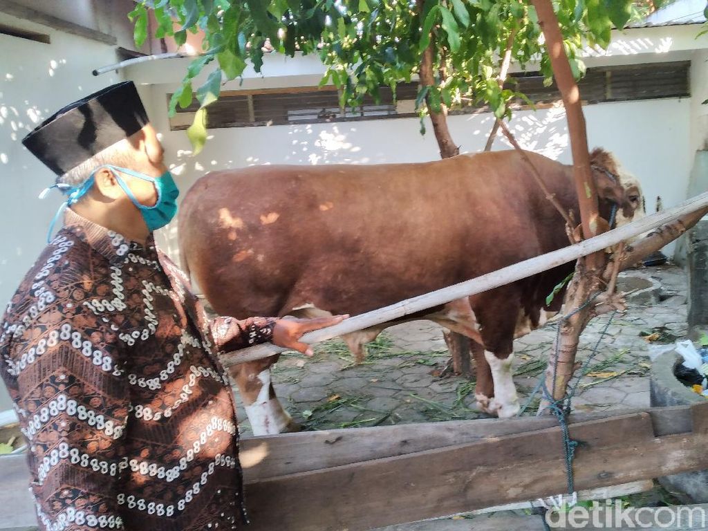 Sapi Kurban Jokowi Sempat Ngamuk-Lepas di Rumdin Bupati Kulon Progo Sapi Kurban Jokowi Sempat Ngamuk-Lepas di Rumdin Bupati Kulon Progo