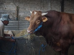 Sapi Kurban Jokowi untuk Selayar Jenis Limosin 1 Ton, Harga Rp 77 Juta