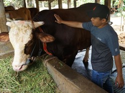Penyembelihan Sapi Jokowi Jadi Tontonan Warga Pasangkayu