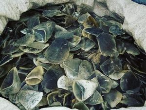 Bawa 22 Kg Sisik Trenggiling, 3 Pria Ditangkap di Sumbar