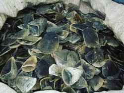 Bawa 22 Kg Sisik Trenggiling, 3 Pria Ditangkap di Sumbar