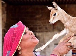 Kisah Ibu-ibu yang Menyusui Rusa