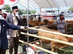 Mentan Klaim Berhasil Tingkatkan Populasi Sapi Lewat Perkawinan Buatan