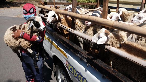 Wih, Spiderman Bantu Salurkan Hewan Kurban di Solo