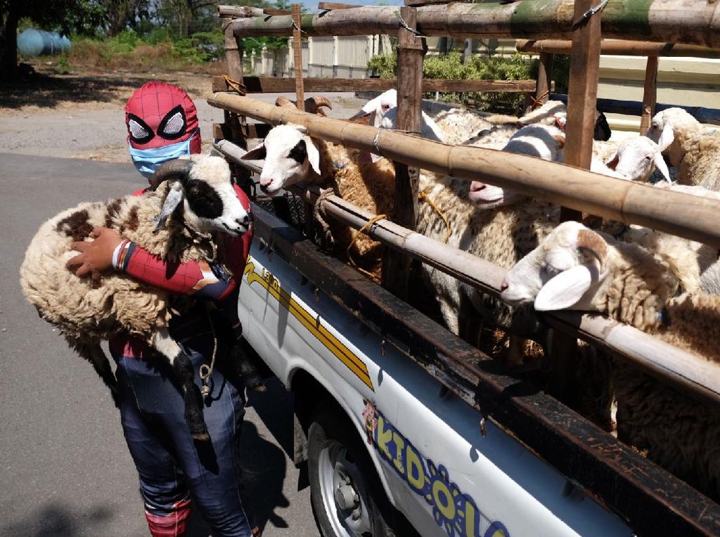 Wih, Spiderman Bantu Salurkan Hewan Kurban di Solo Wih, Spiderman Bantu Salurkan Hewan Kurban di Solo