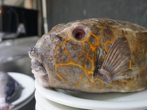 Bikin Laper! Puas Makan Ikan Kudu-kudu Sambal Rica yang Endolita Bikin Laper! Puas Makan Ikan Kudu-kudu Sambal Rica yang Endolita