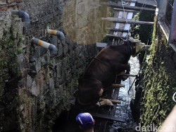 Bikin Heboh! Sapi Kurban Nyemplung Sungai Solo, Evakuasinya Butuh 3 Jam