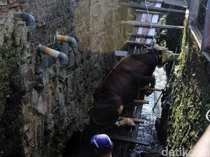 Bikin Heboh! Sapi Kurban Nyemplung Sungai Solo, Evakuasinya Butuh 3 Jam Bikin Heboh! Sapi Kurban Nyemplung Sungai Solo, Evakuasinya Butuh 3 Jam