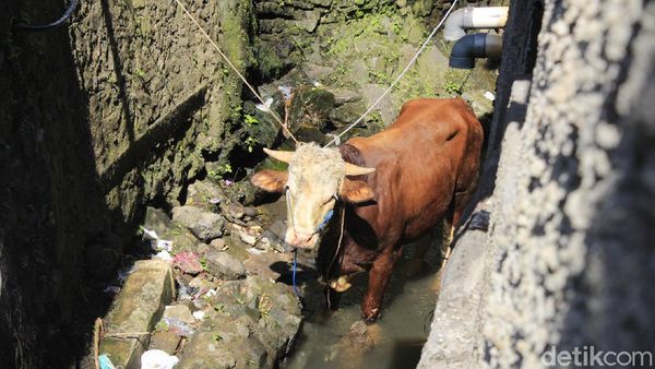 Sapi Kurban yang Nyemplung Parit di Bandung Berhasil Dievakuasi