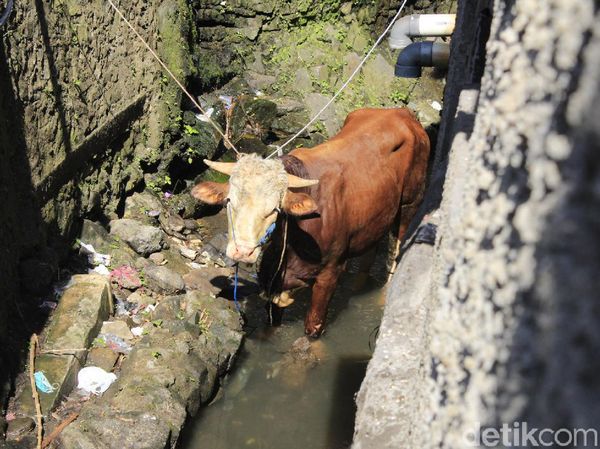 Sapi Kurban yang Nyemplung Parit di Bandung Berhasil Dievakuasi