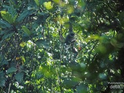 Di Karawang Bisa Lihat Hewan Langka Indonesia