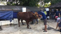 Hukum Ibadah Qurban dan Aturan Terkait Lainnya, Harus Ikut Menyembelih?