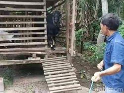 Meski Ditawar Mahal, Pemilik Enggan Jual Kambingnya yang Berbau Pandan