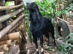 Heboh Kambing Beraroma Pandan di Banyuwangi yang Not For Sale